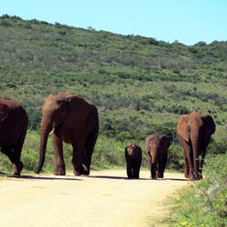 Hotel Addo Elephant Park