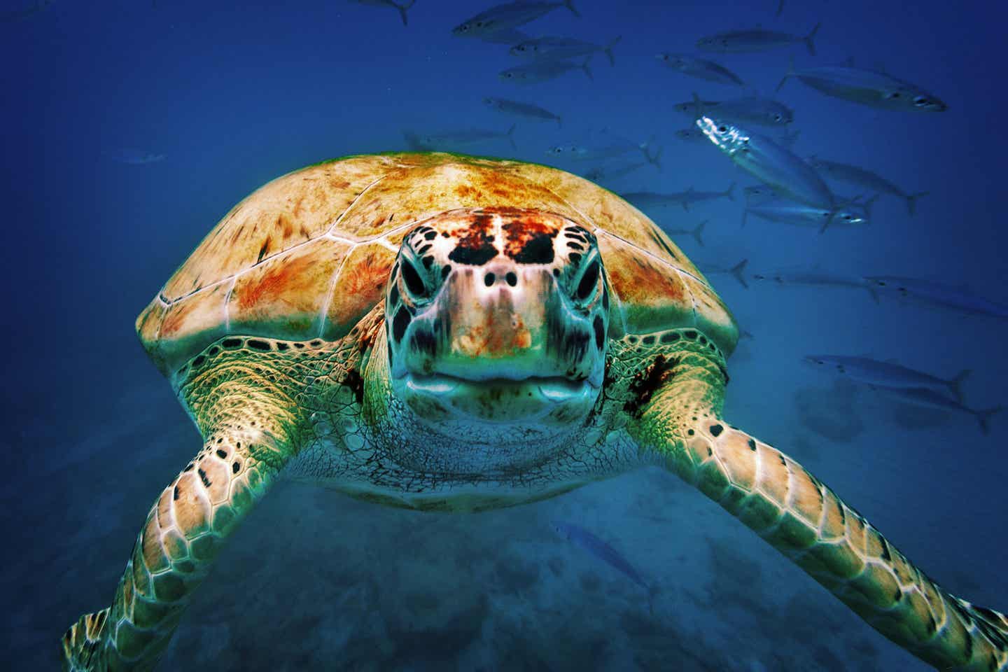 Barbados Urlaub: Meeresschildkröte im Wasser 