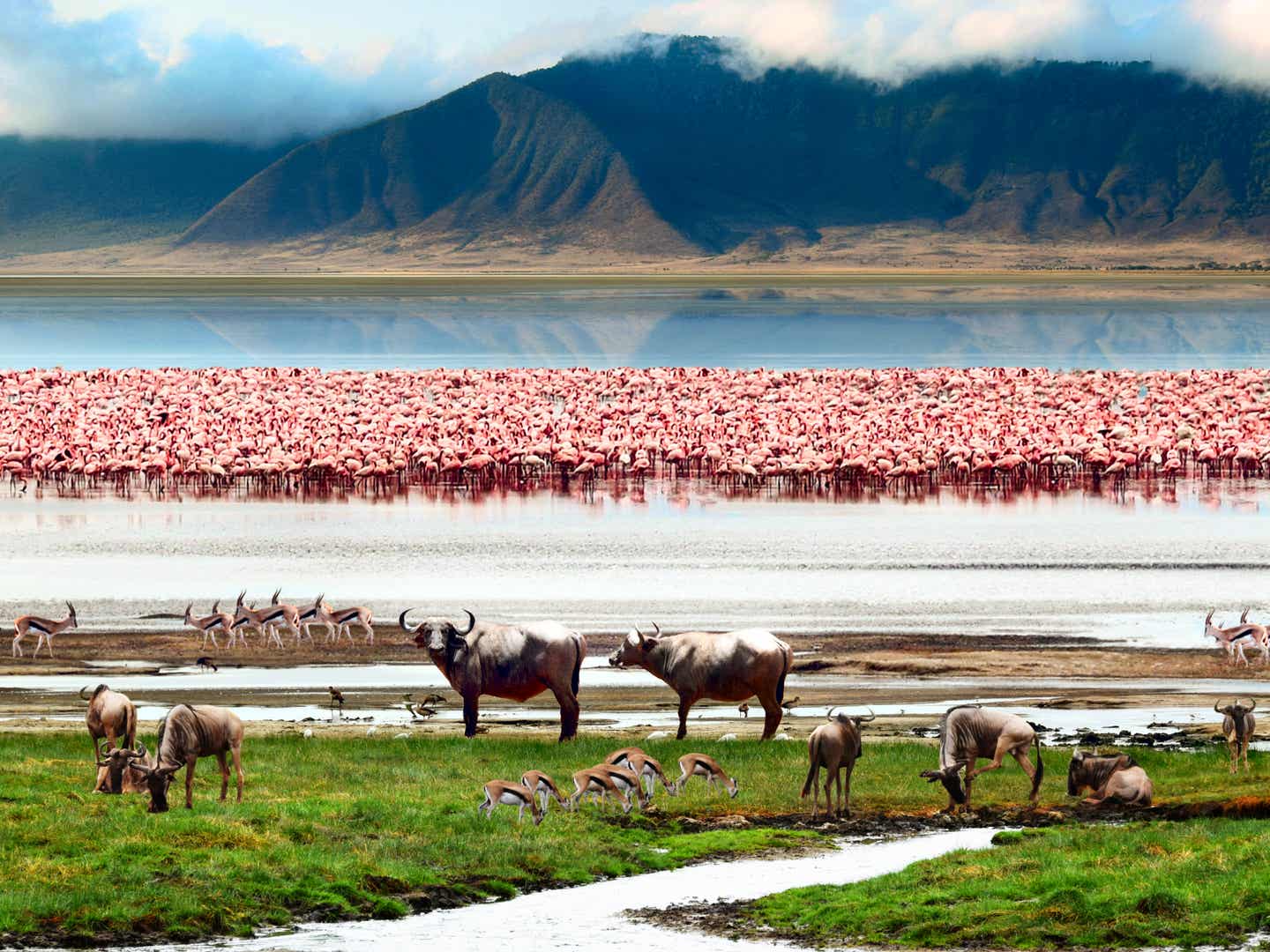 Tansania beste Reisezeit: Flamingos am Ngorongoro Krater Tansania beste Reisezeit: Flamingos am Ngorongoro Krater