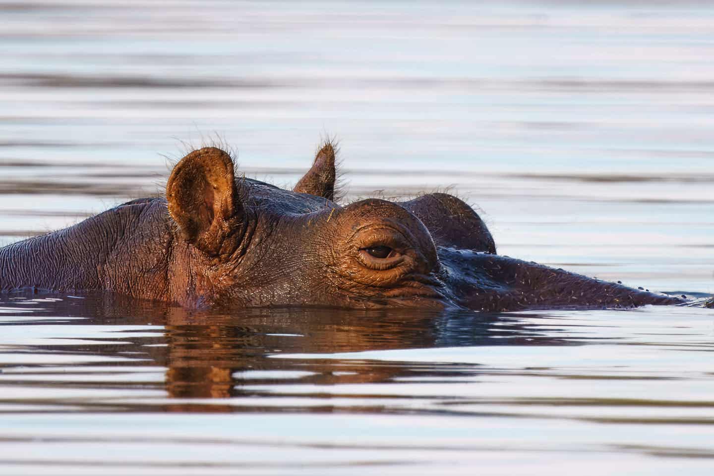 Kruger Nationalpark: Nahaufnahme eines Nilpferds im Wasser Kruger Nationalpark: Nahaufnahme eines Nilpferds im Wasser