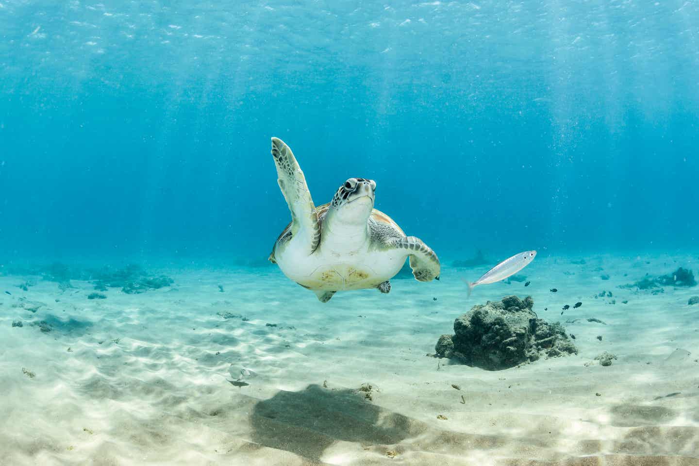 Curaçao Urlaub: Meeresschildkröte unter Wasser