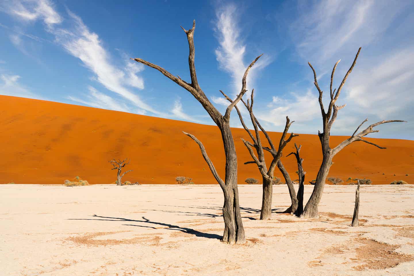 Afrikas Sehenswürdigkeiten: Kameldornbäume in Namibia Afrikas Sehenswürdigkeiten: Kameldornbäume in Namibia