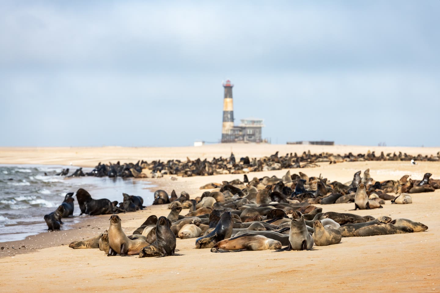 Namibia Strände: Pelzrobbenkolonie in der Nähe des Leuchtturms von Walvis Bay