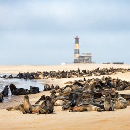 namibia-pelzrobbenkolonie-leuchtturm-walvis-bay-g-2167507848.jpg