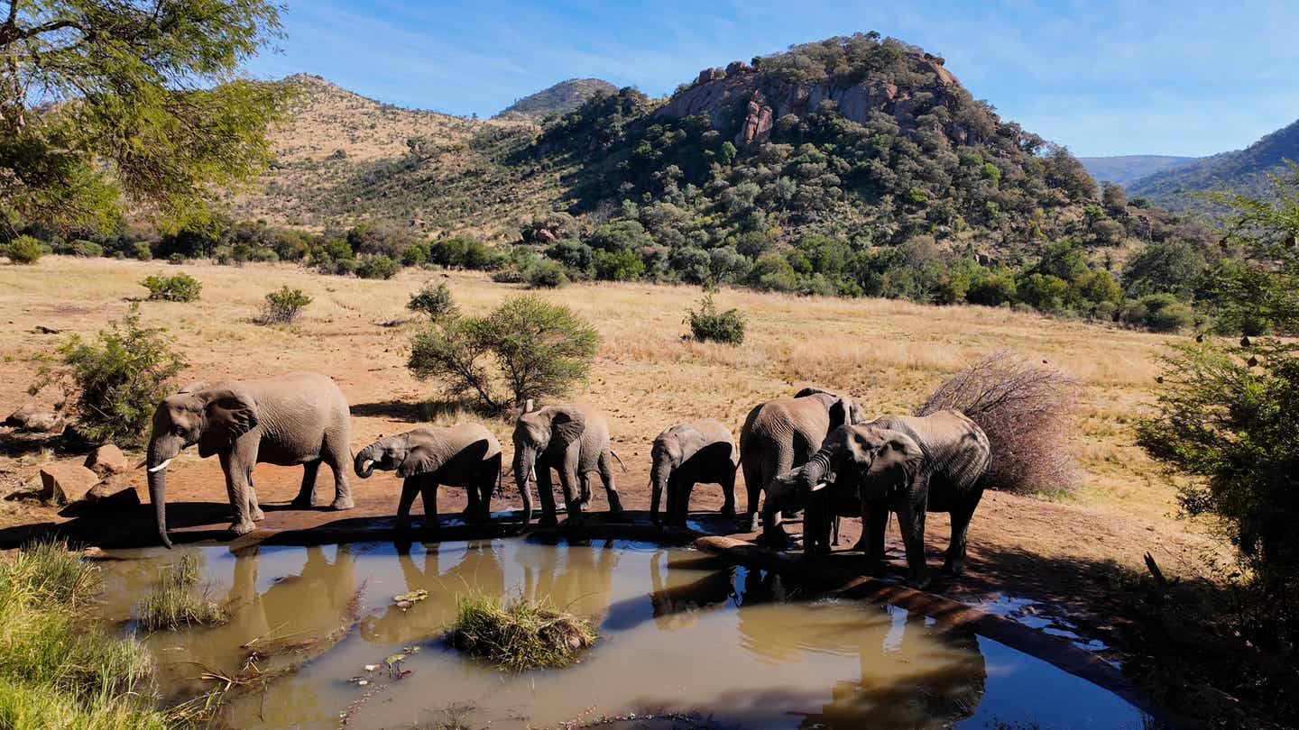 Südafrika Nationalparks: Elefanten im Pilanesberg-Nationalpark