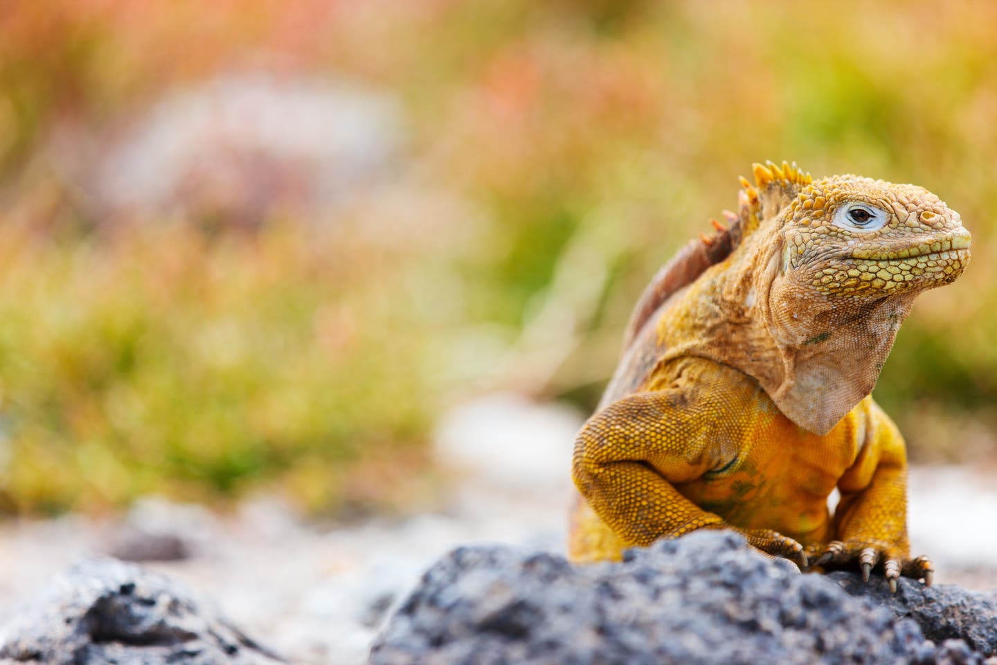 Galapagos Leguan