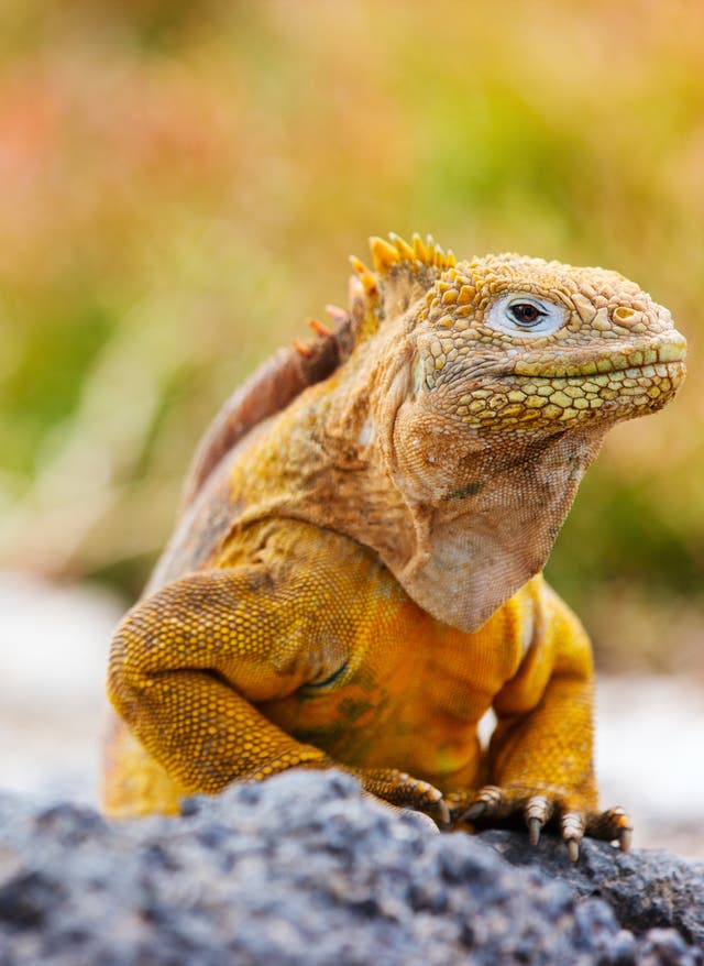 Galápagos Inseln