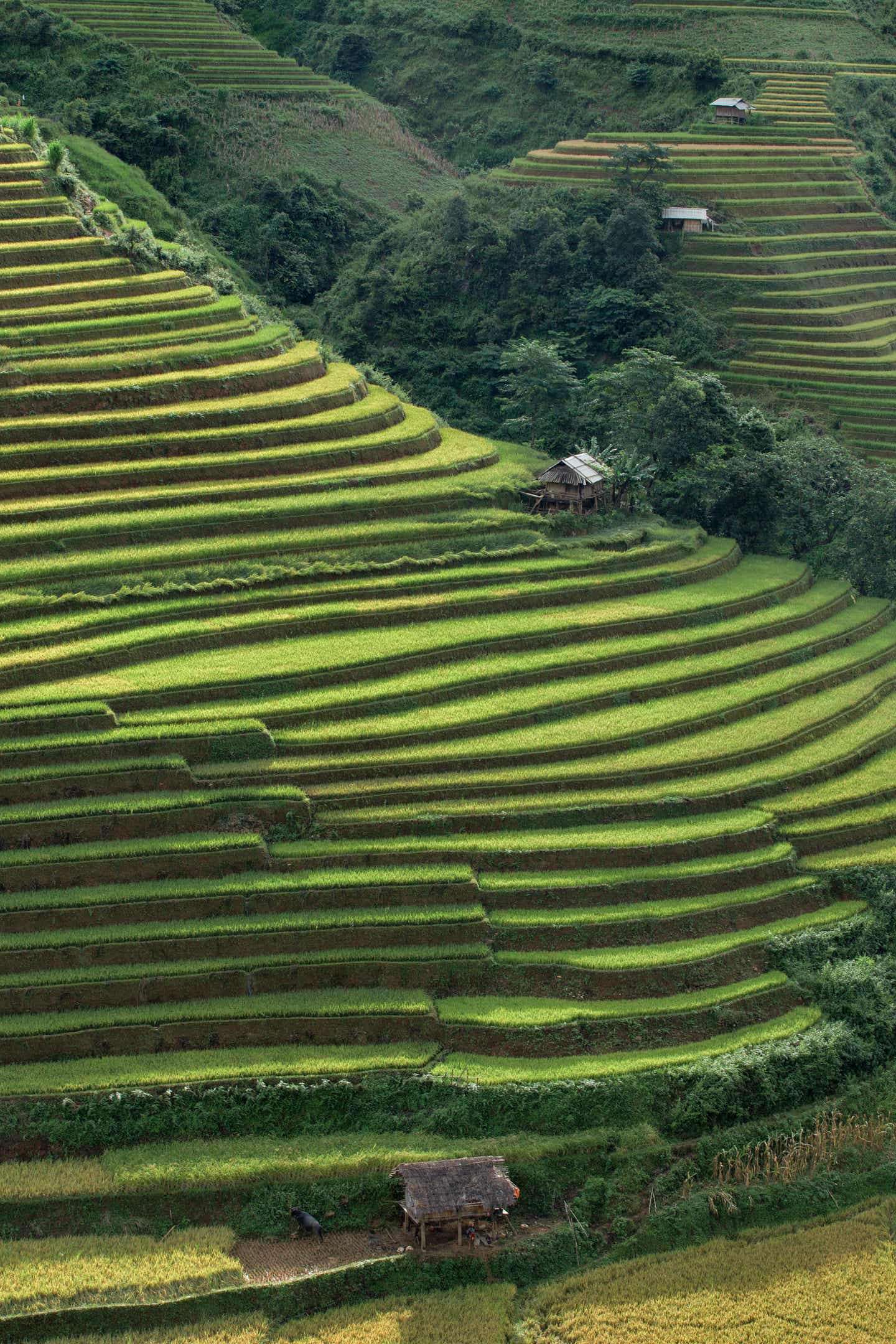 Reisfeld in Mu Chang Chai