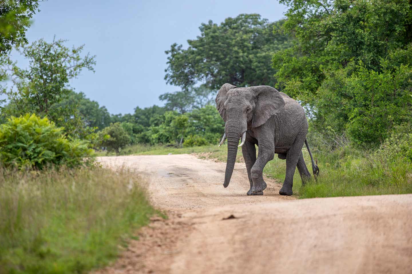 Südafrika Sehenswürdigkeiten: Elefant im Kruger-Nationalpark