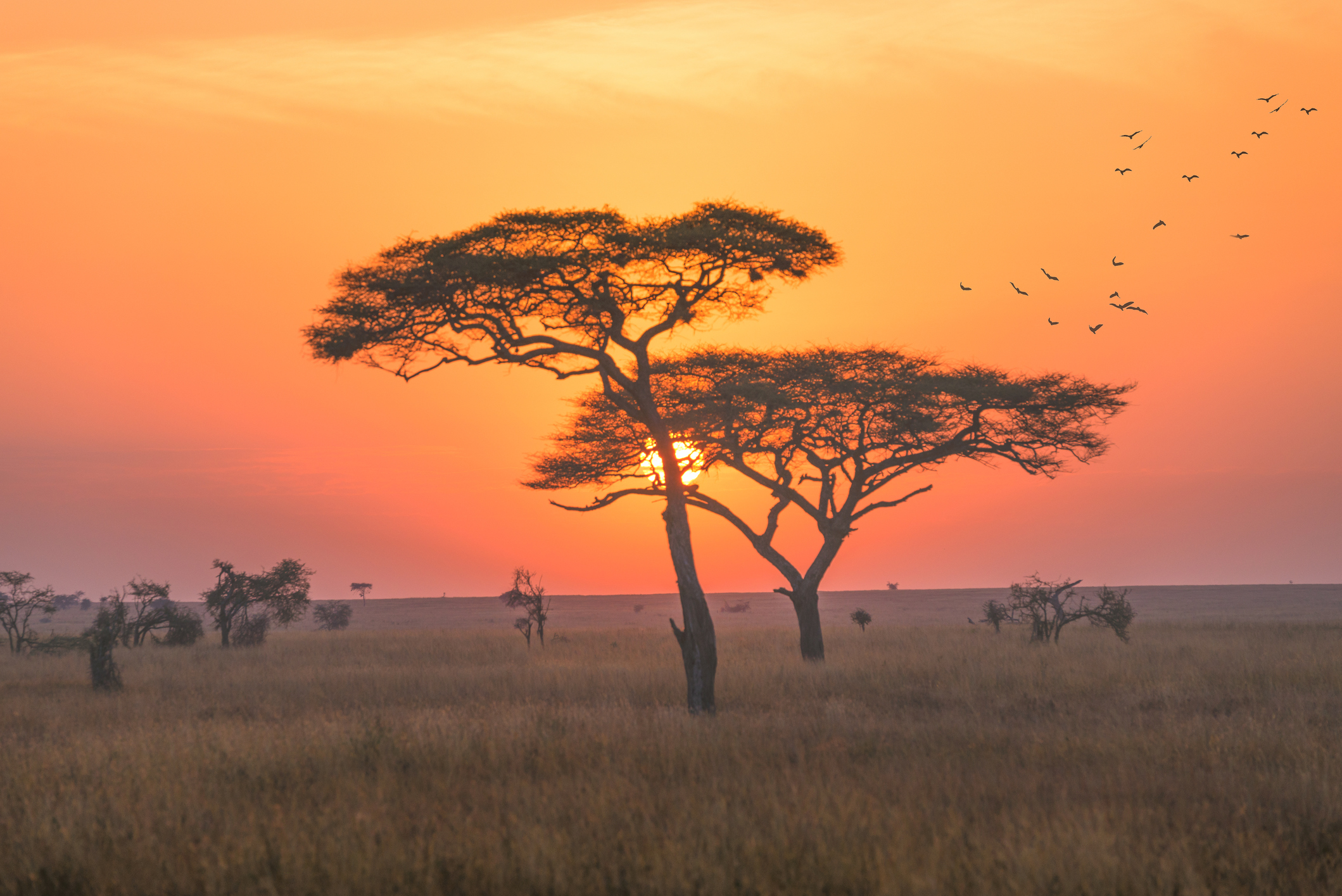 tansania-serengeti-nationalpark-sonnenuntergang-t-864884972.jpg
