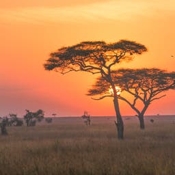 tansania-serengeti-nationalpark-sonnenuntergang-t-864884972.jpg