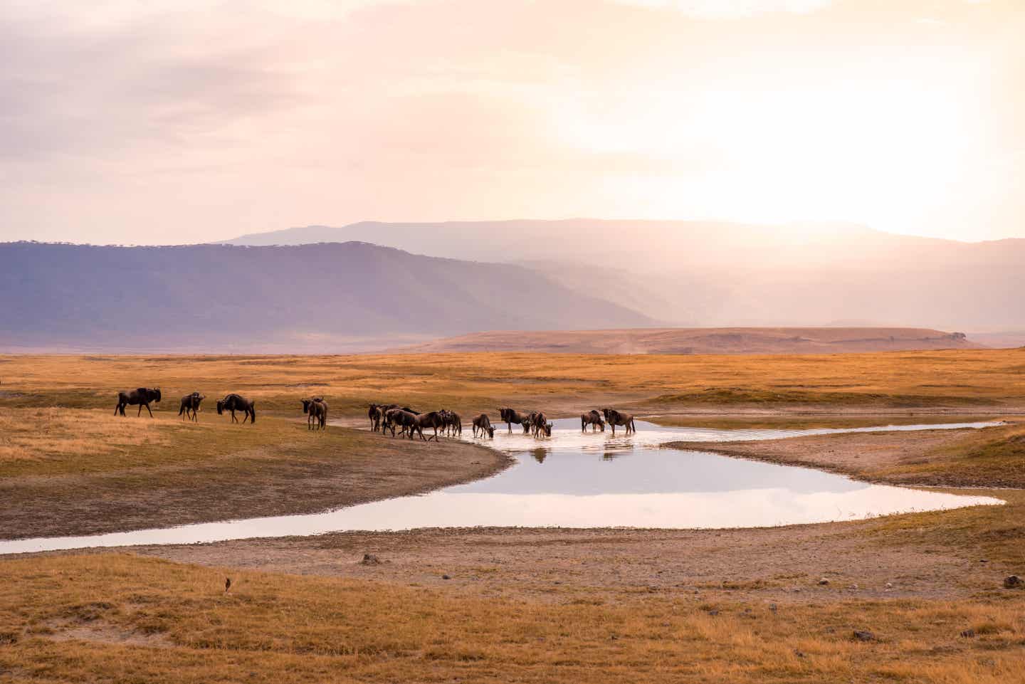 Serengeti Nationalparks: Herde von Gnus am Ngorongoro Krater