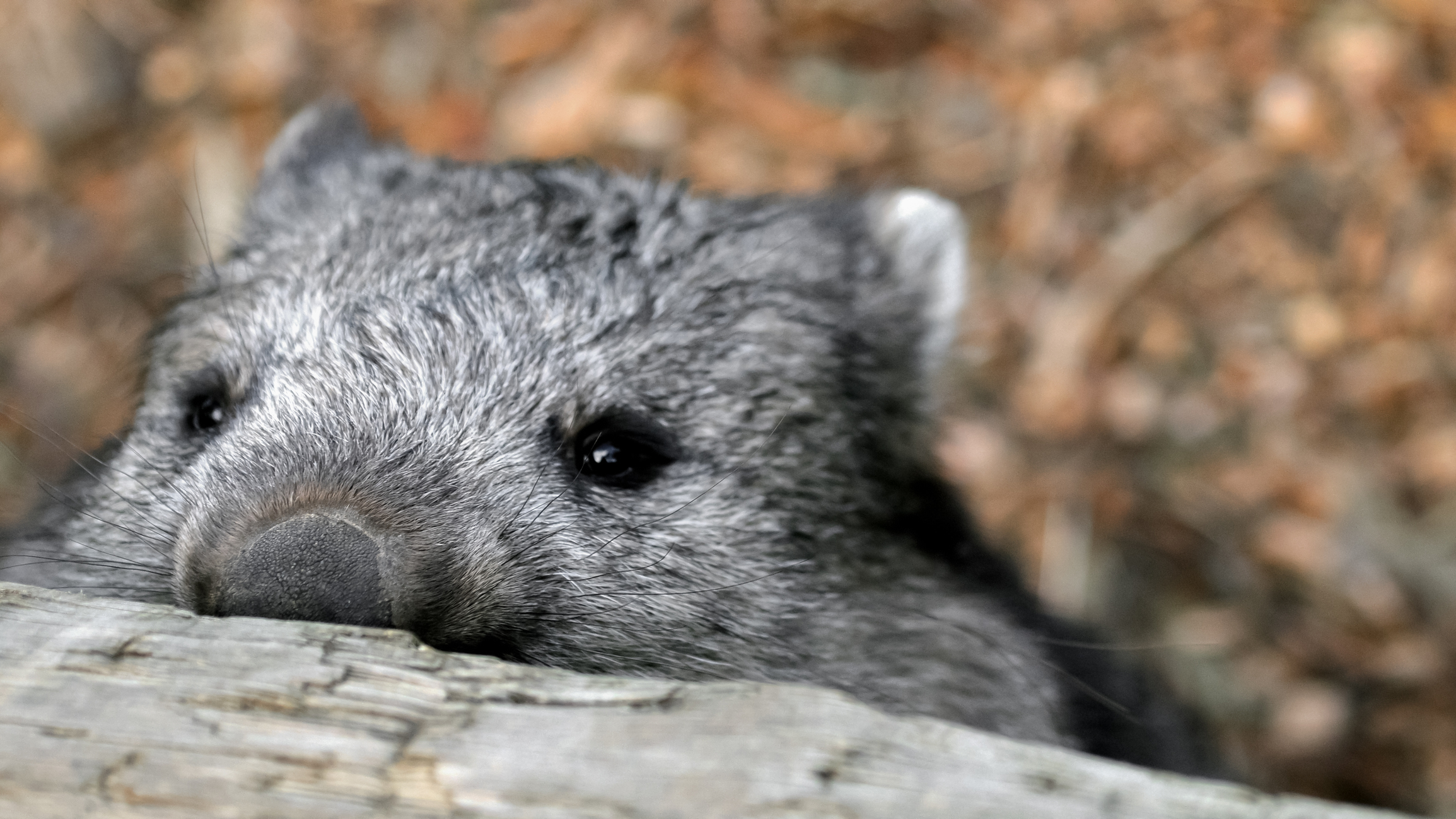 australien-wombat-tier-t-485893004.jpg