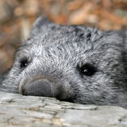 australien-wombat-tier-t-485893004.jpg