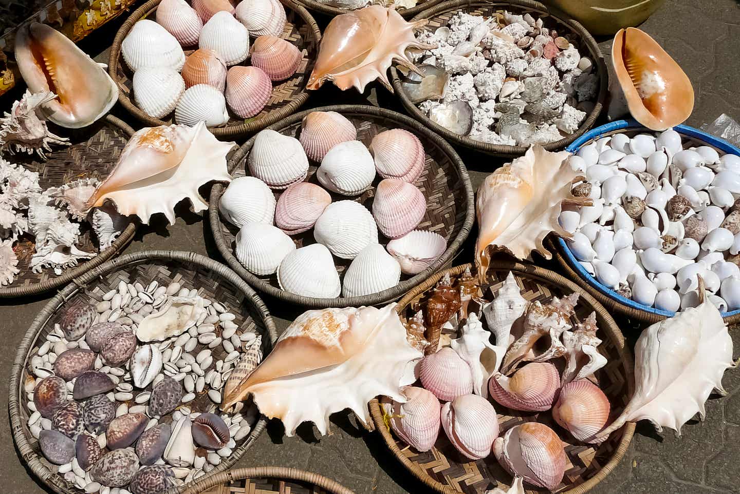 Einreise Kenia: Exotische Muscheln
