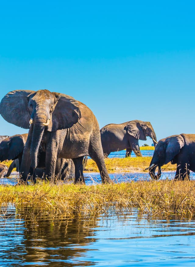 Okavangodelta