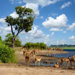 Chobe Hotels