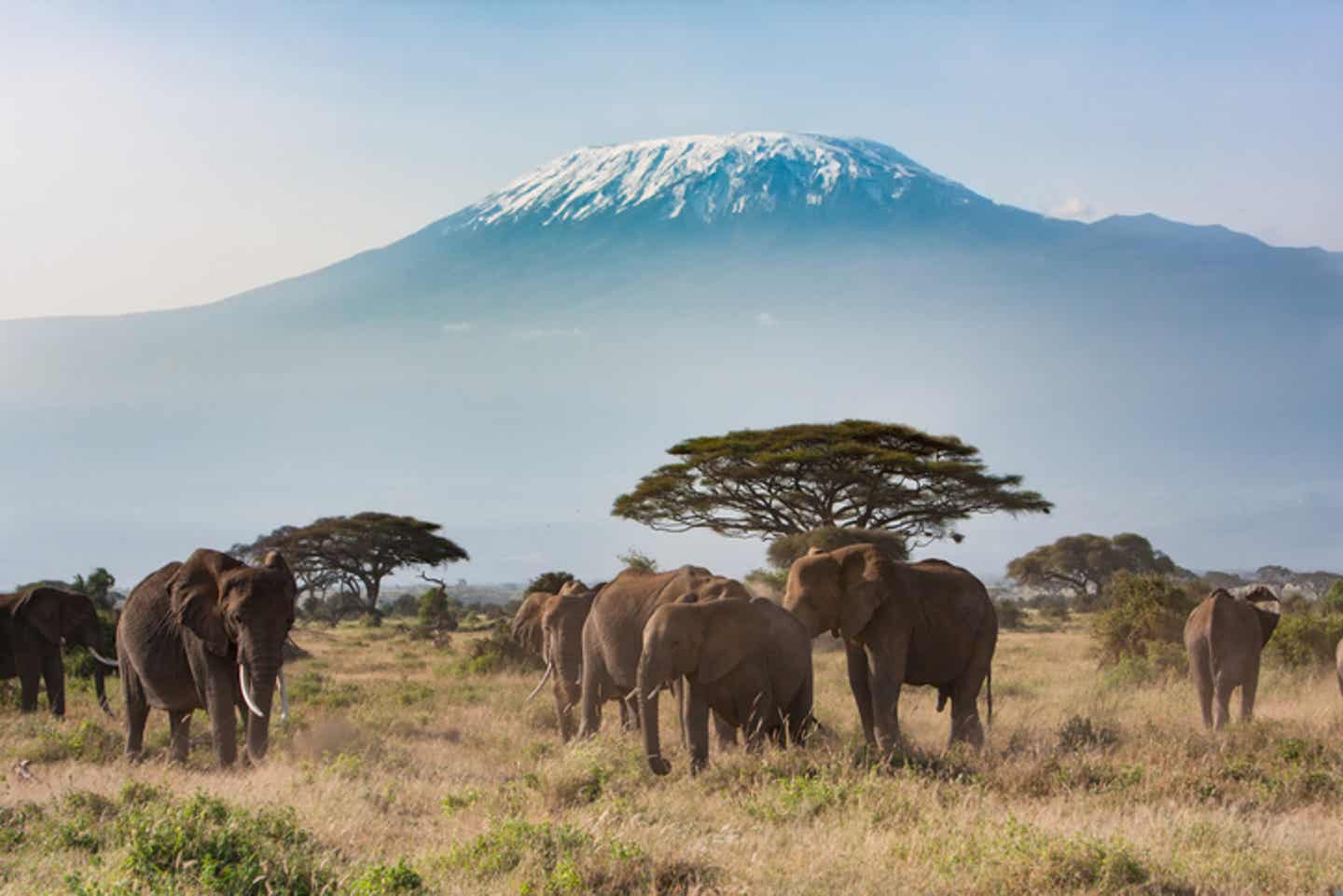 Kenia Sehenswürdigkeiten: Elefanten vor dem Kilimandscharo