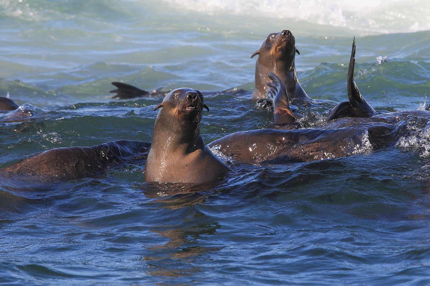 Südafrika Strände: Pelzrobben im Wasser