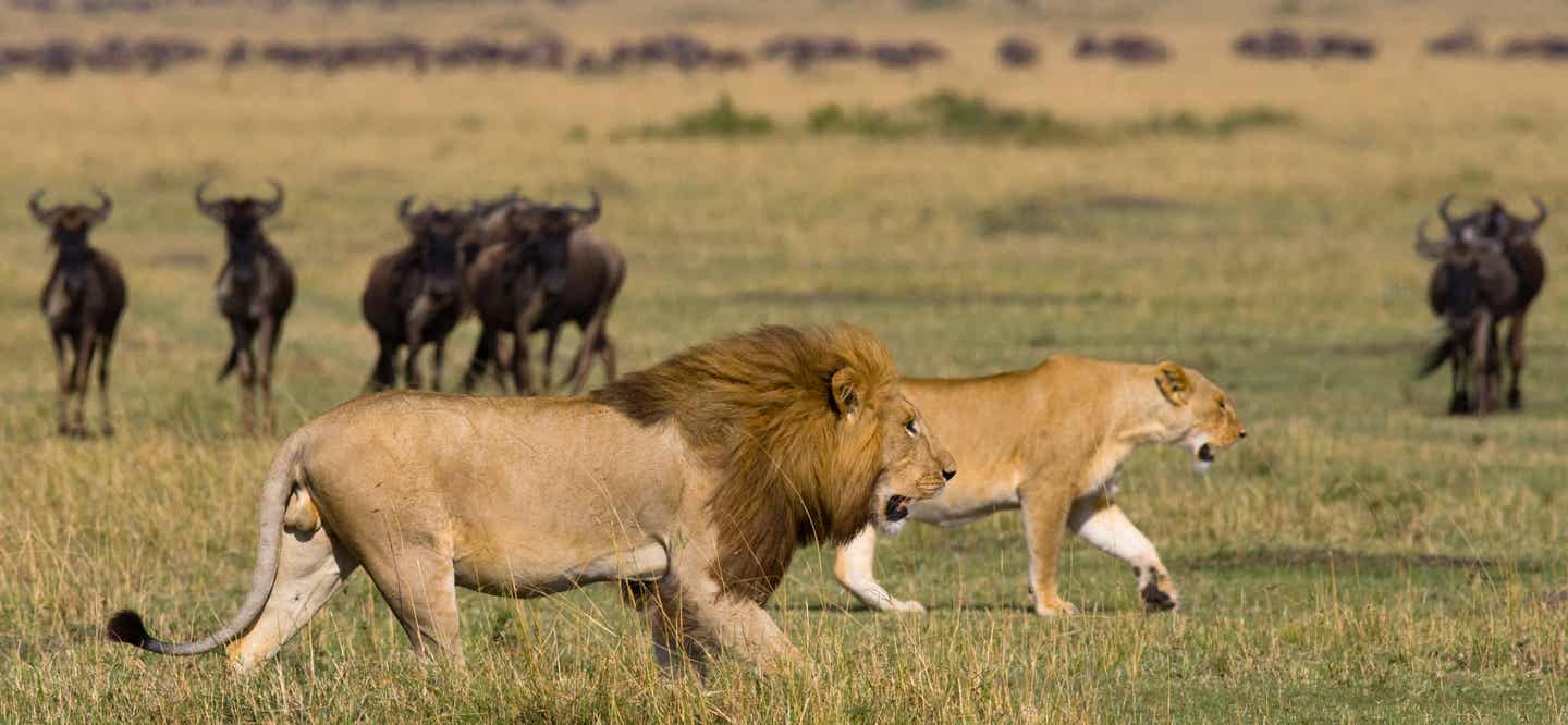 Serengeti Nationalpark: zwei Löwen in der Savanne