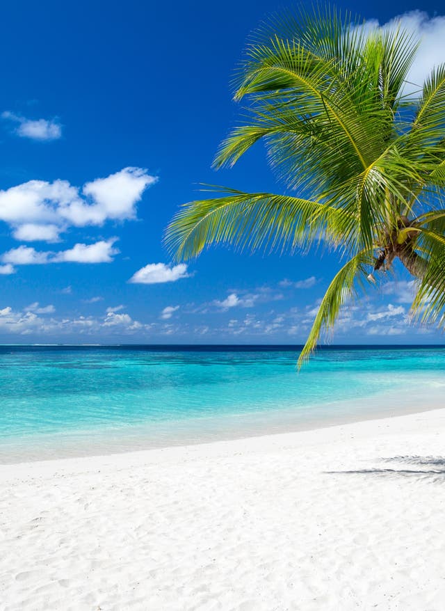Die schönsten Strände der Welt Strand Palme