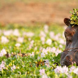 afrika-nilpferd-blumen-g-134559999.jpg