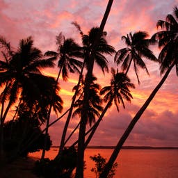 tonga-t-503026849.jpg