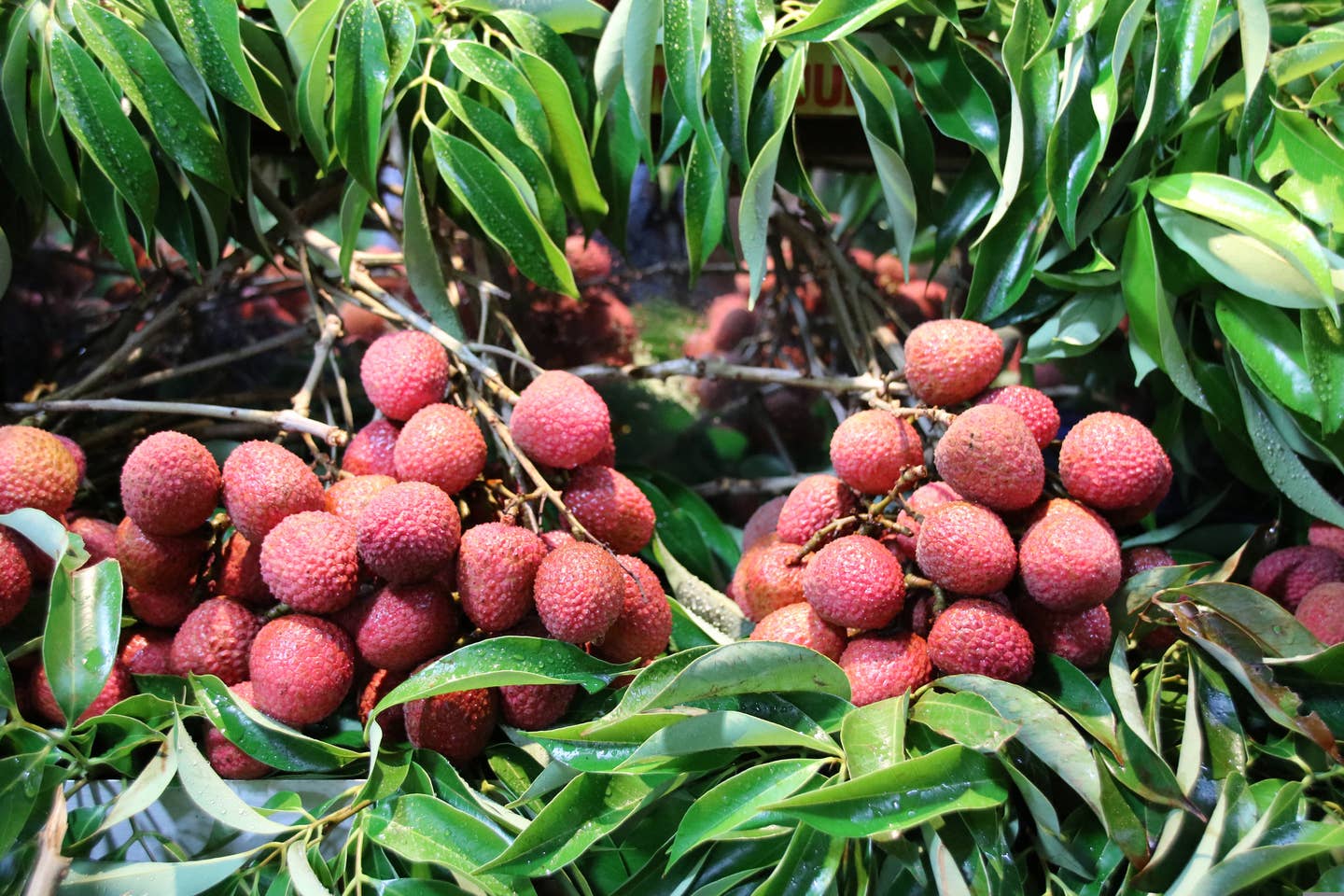 Mauritius Markt Lychee