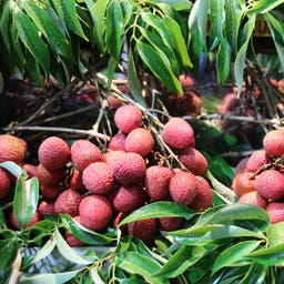 mauritius-markt-lychee-t-638881832.jpg