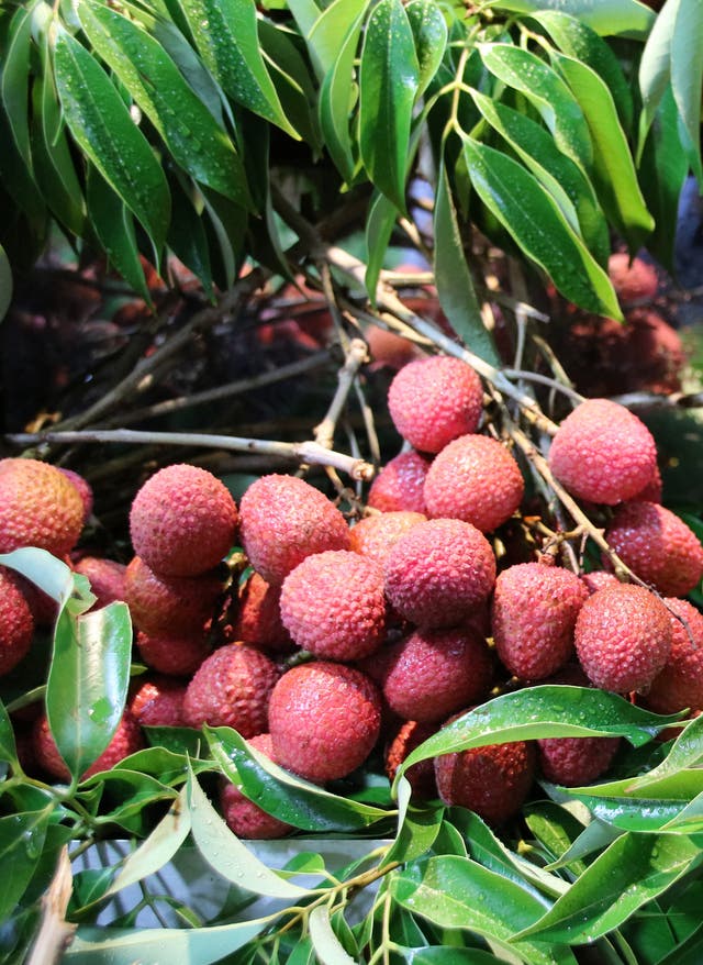 Essen auf Mauritius Mauritius Markt Lychee