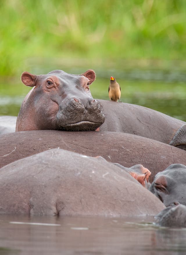 Jetzt entdecken Uganda, Murchison Nationalpark - Nilpferde