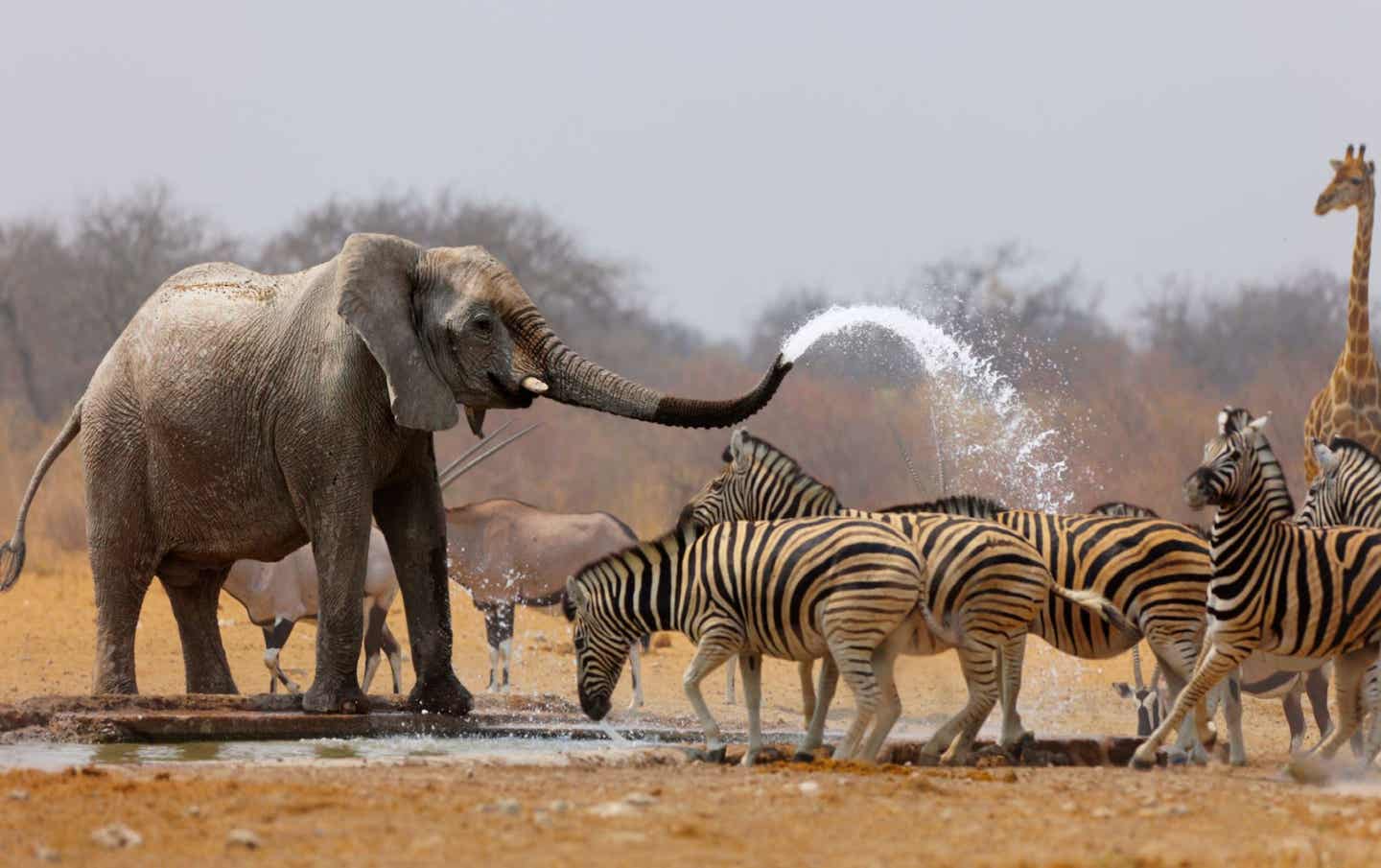 Namibias Sehenswürdigkeiten: Elefanten und verschiedene Tiere in der Savanne