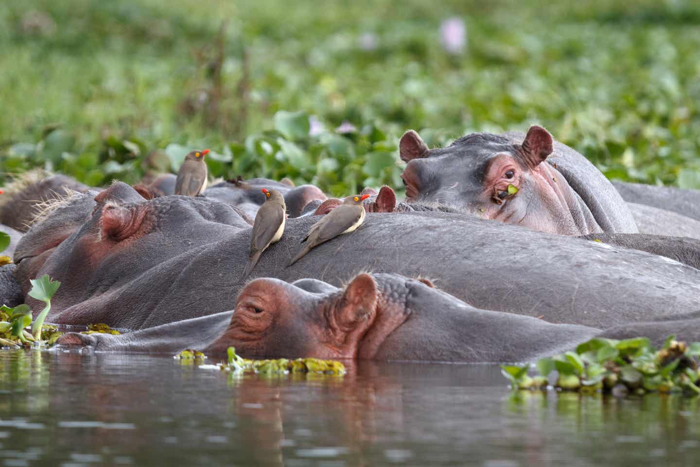 Kenia Sehenswürdigkeiten: Nilpferde und Vögel im Lake Naivasha