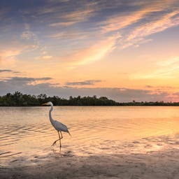 Marco Island Hotels