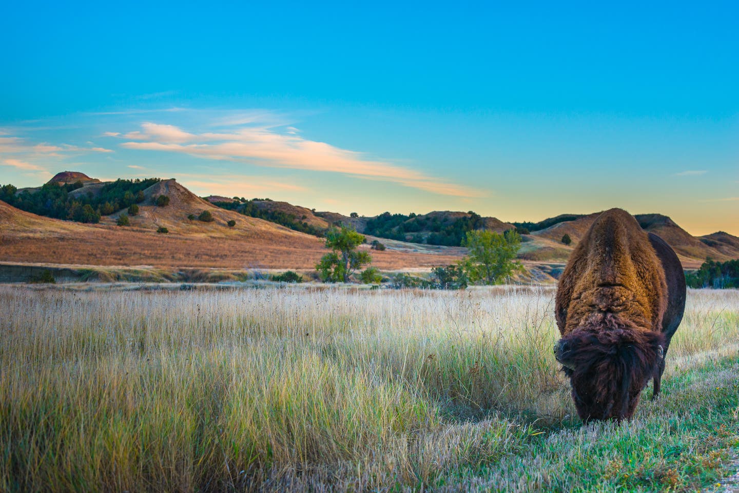 USA South Dakota Badlands Bisons