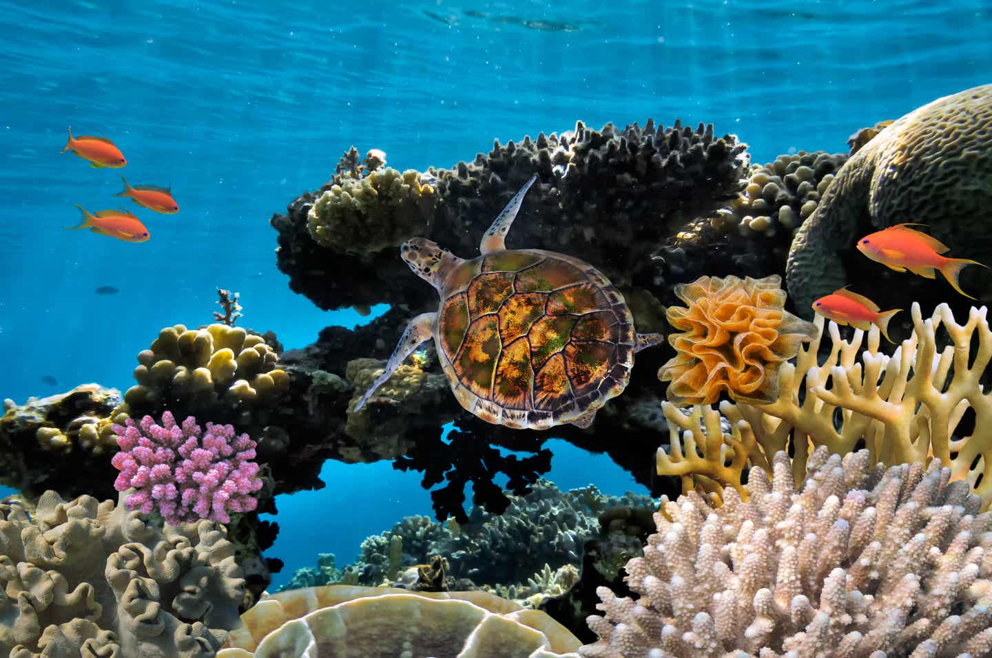 Karibik Urlaub: Anthias und Schildkröte