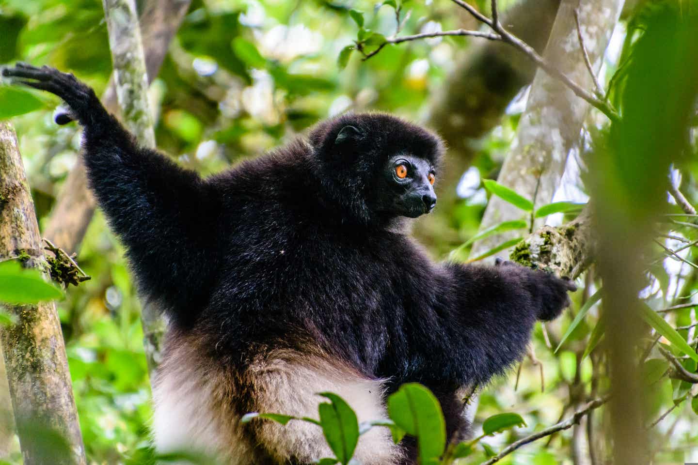 Afrika beste Reisezeit: Affe in Madagaskar