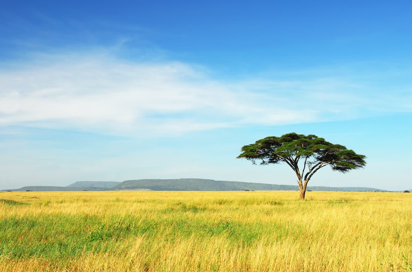 Serengeti Nationalpark: Akazienbaum in der Serengeti