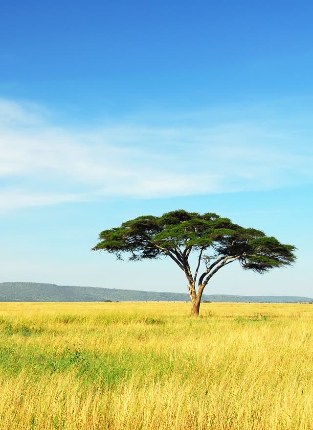 Serengeti Nationalpark
