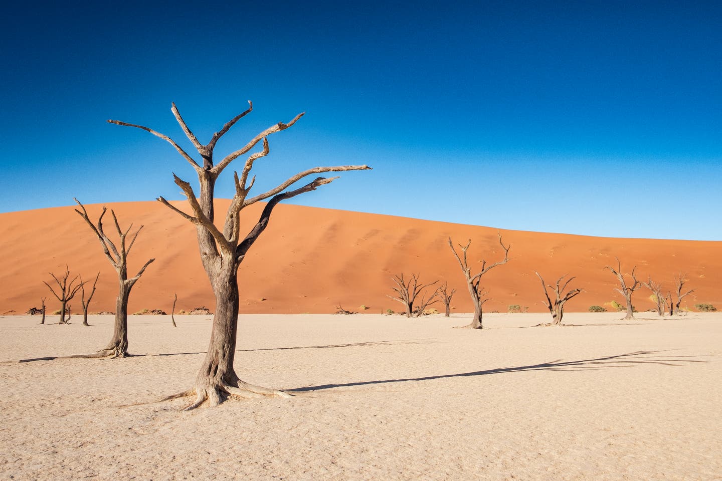 Namibias Nationalparks: toter Kameldorn im Deadvlei