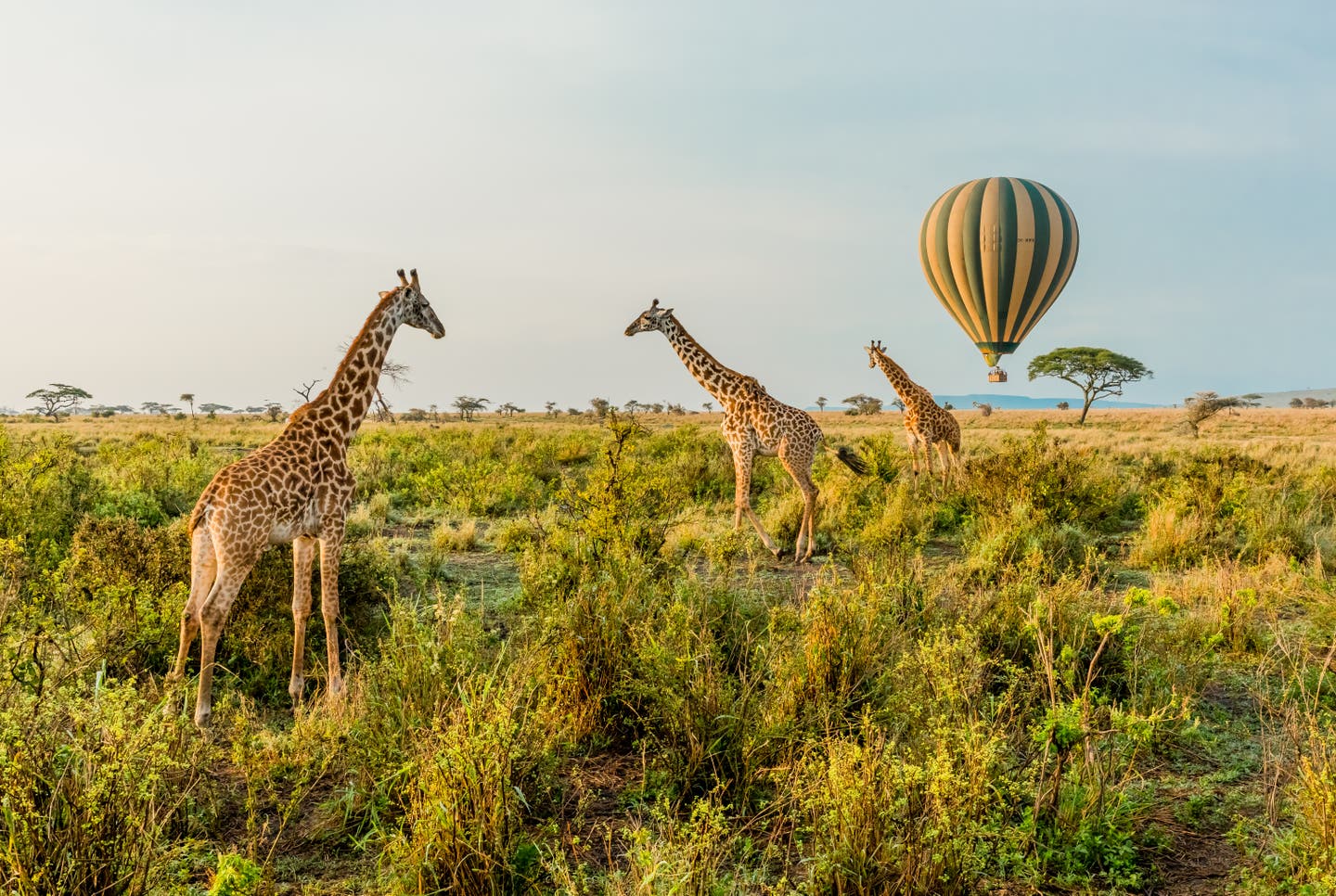 Tansania Sehenswürdigkeiten: Giraffen und Heißluftballons im Serengeti-Nationalpark