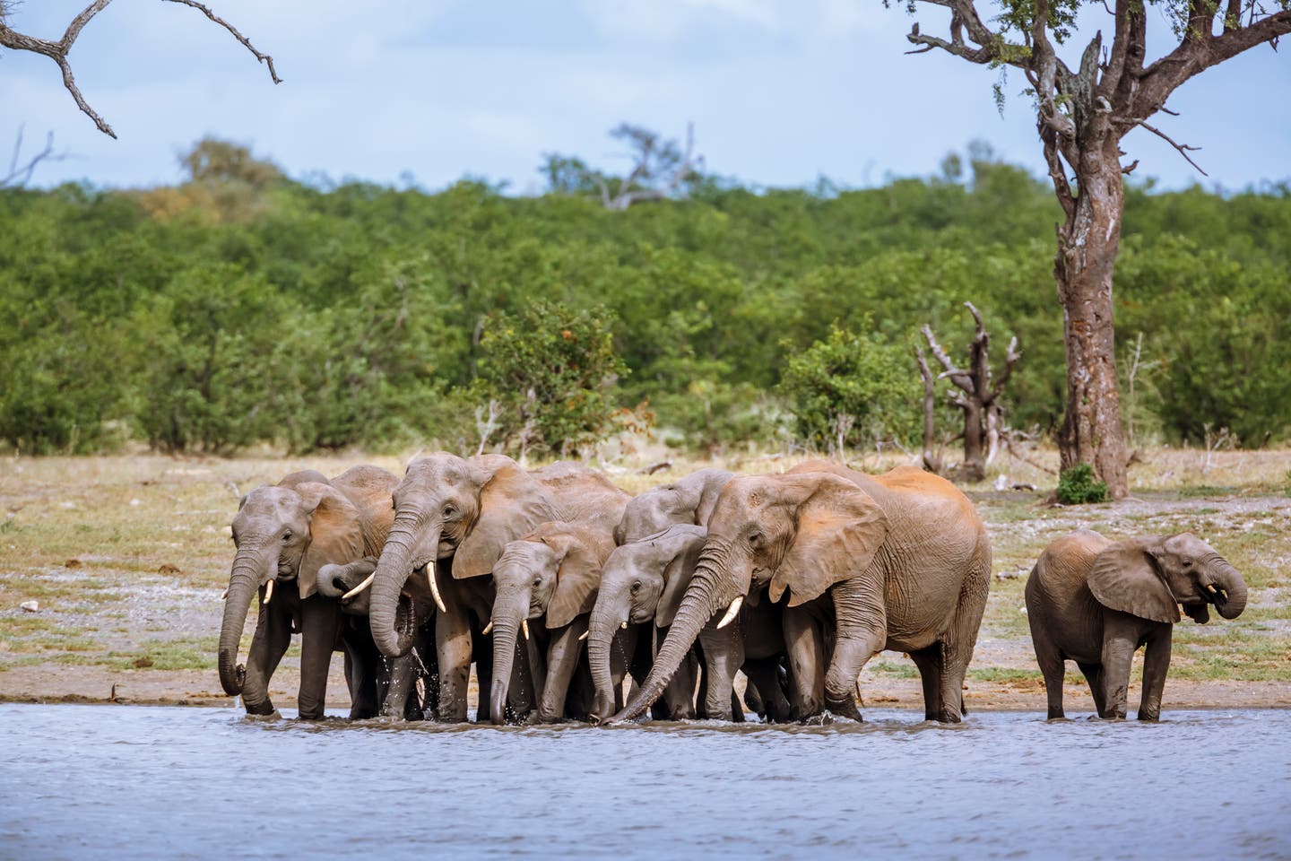 Kruger Nationalpark: afrikanische Elefanten