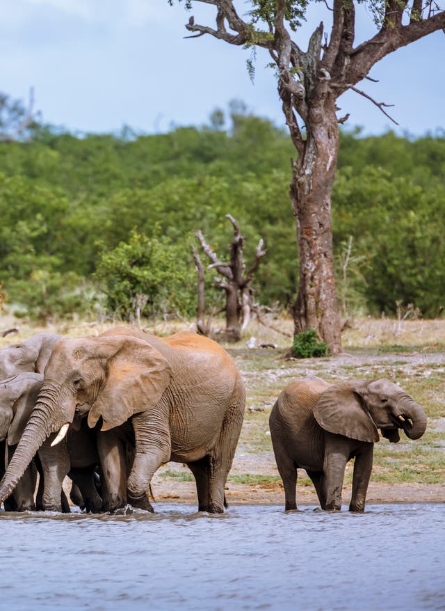 Kruger Nationalpark