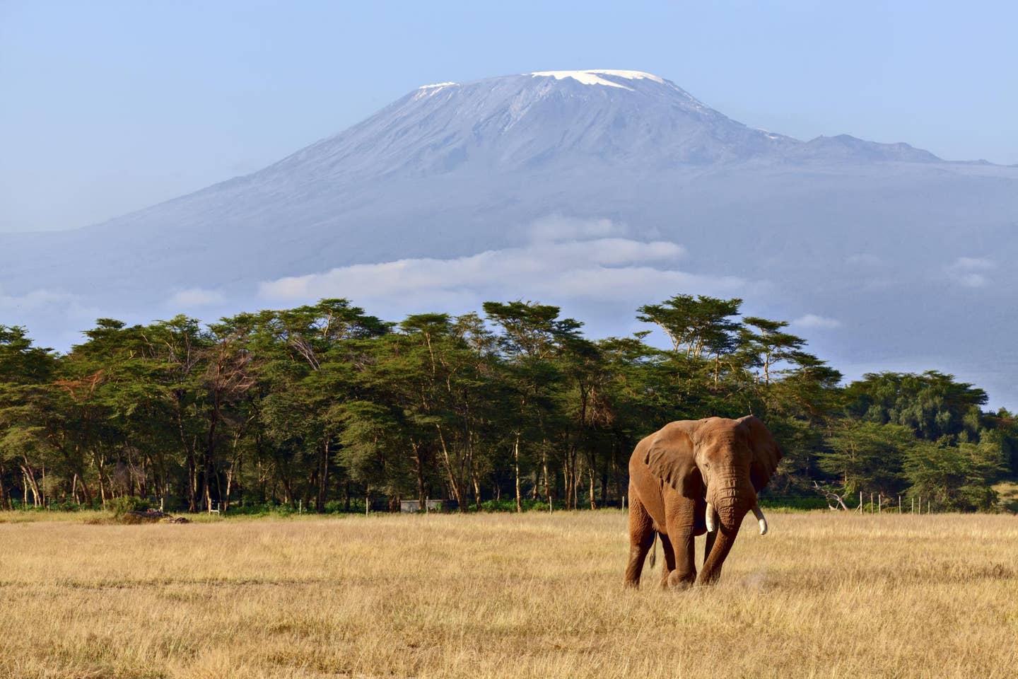 Rundreisen Kenia: Elefant in der Savanne Kenias mit dem Berg Kilimandscharo im Hintergrund Rundreisen Kenia: Elefant in der Savanne Kenias mit dem Berg Kilimandscharo im Hintergrund
