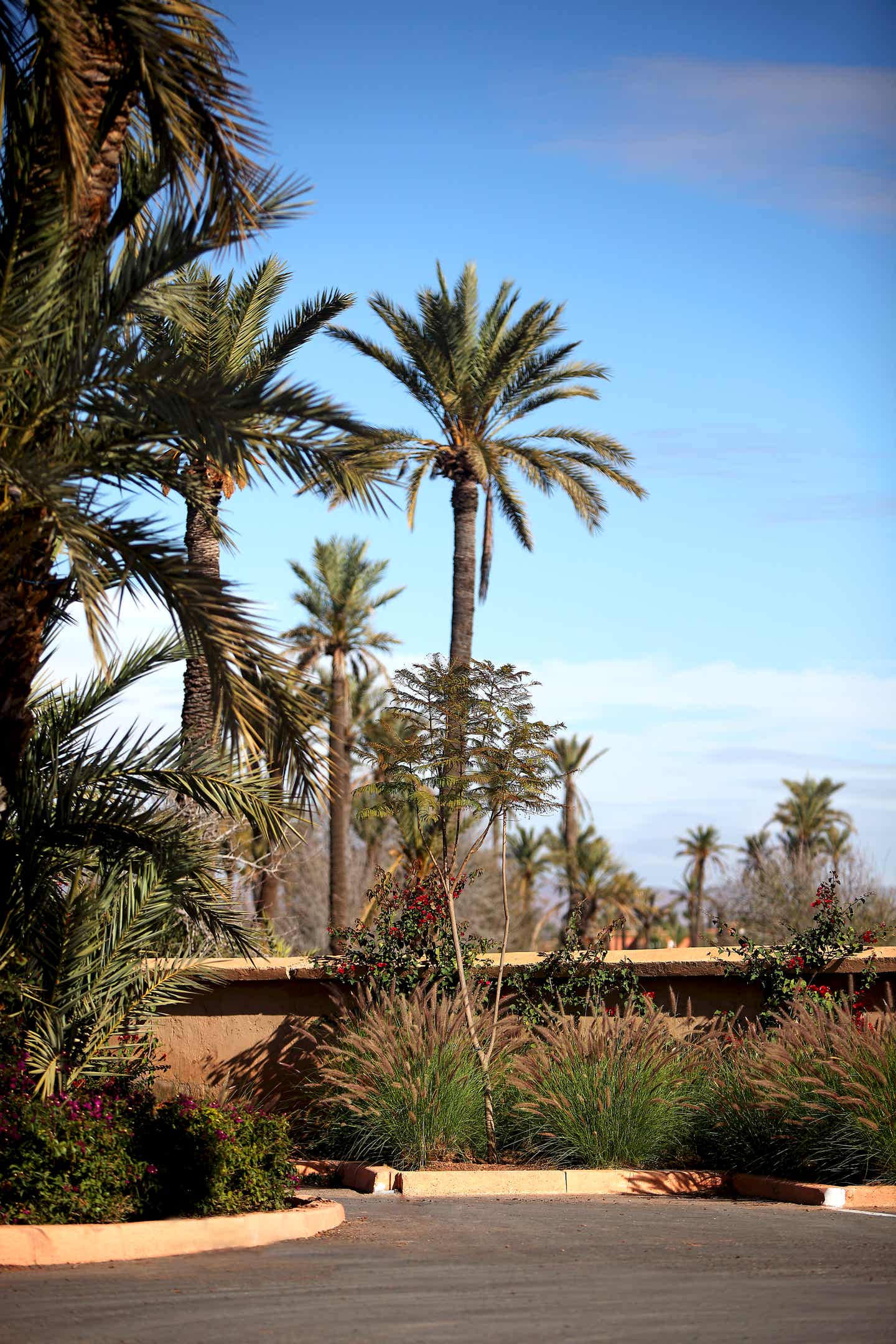 Afrikas Sehenswürdigkeiten: Palmen in Marrakesch Afrikas Sehenswürdigkeiten: Palmen in Marrakesch