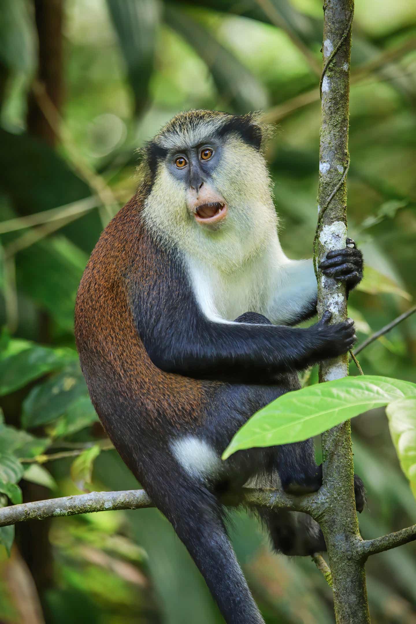 Mona Affe im Etang Nationalpark auf Grenada