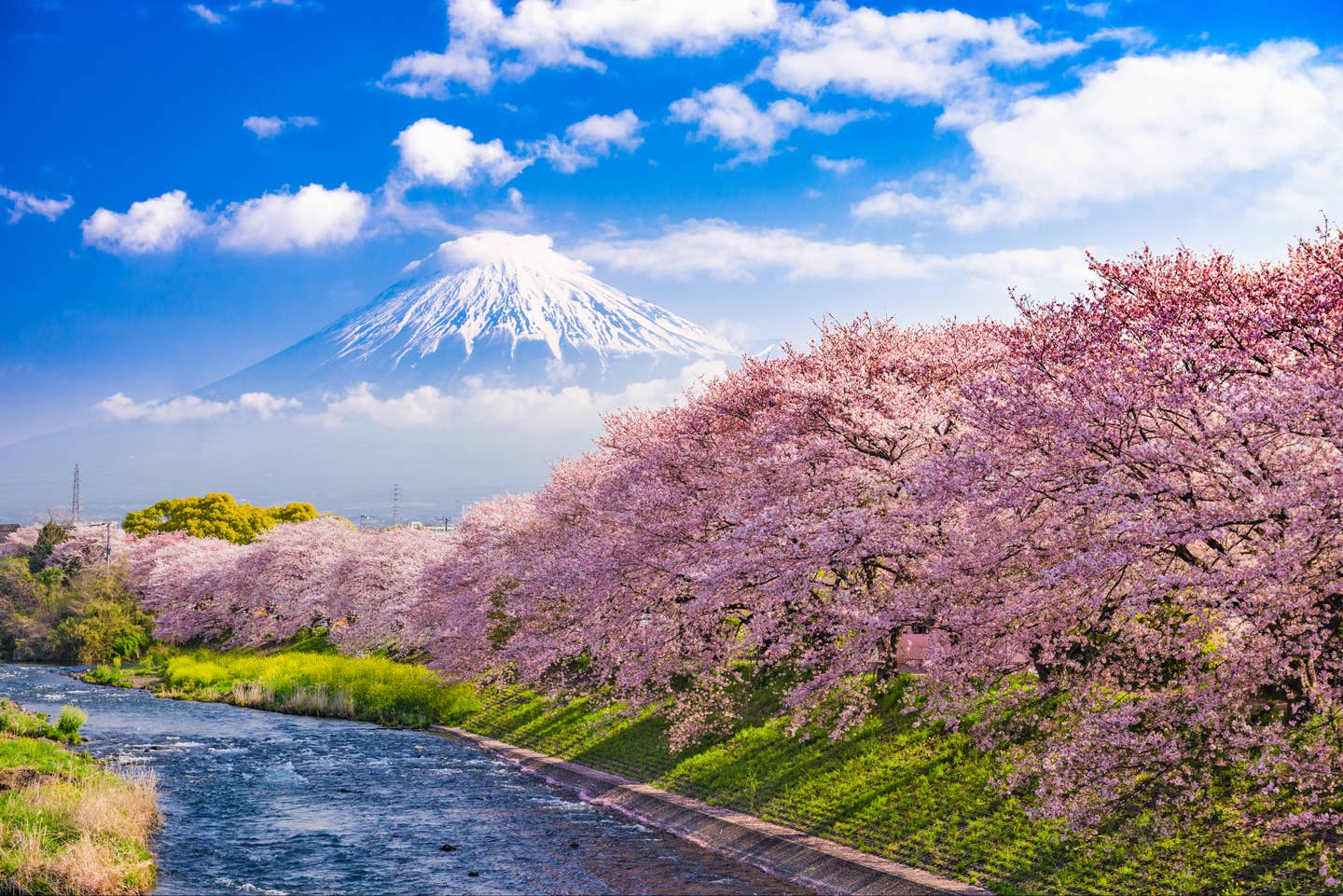Rundreisen Japan: prachtvolle Kirschblüte mit dem Mount Fuji im Hintergrund