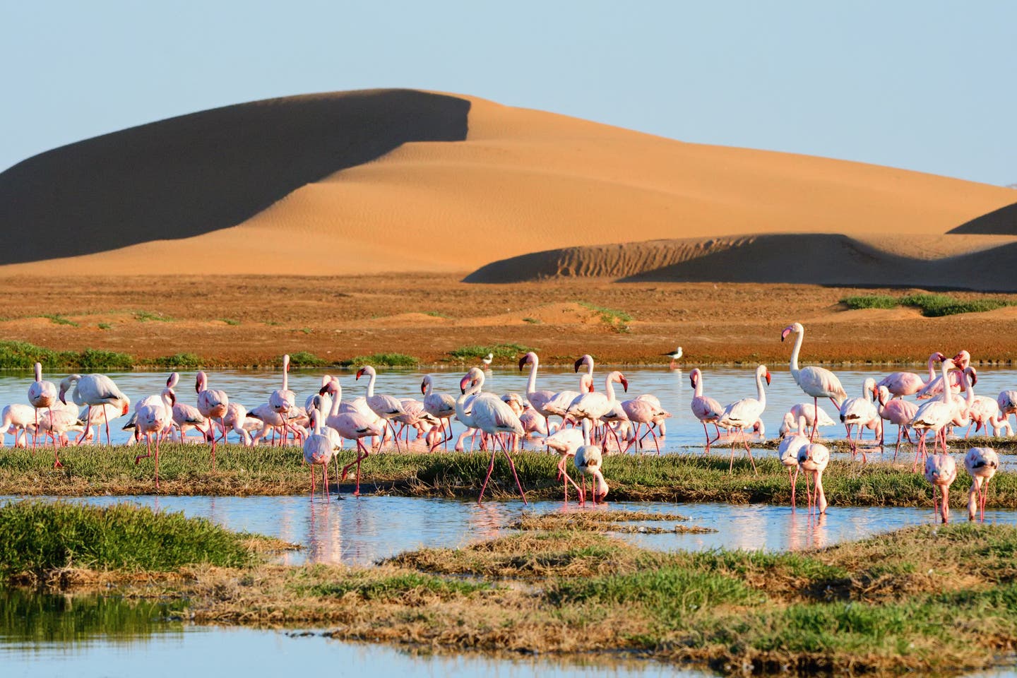 Namibias Sehenswürdigkeiten: Flamingos in der Lagune der Walwis-Bucht