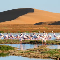 namibia-flamingos-lagunie-walwis-bucht-g-2007548662.jpg