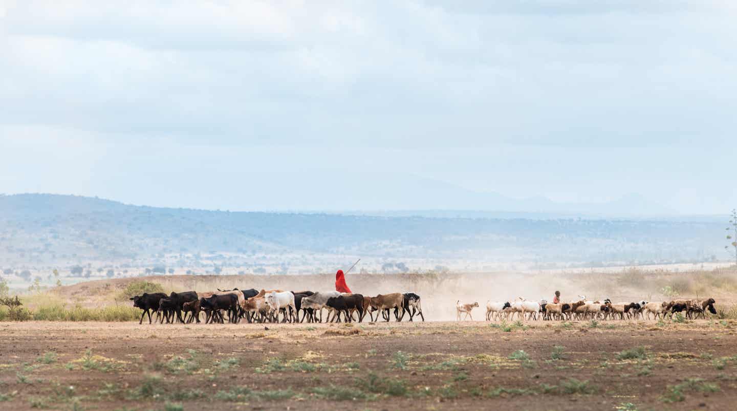 Tansania Urlaub: Afrikanischer Massai-Kuhhirte in Arusha